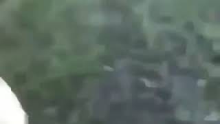get out of there alligator