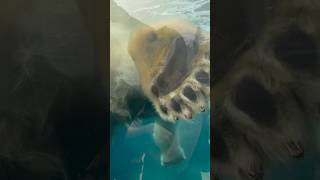 polar bear ‍️ in aquarium Canada ?? #canada #sisshowvlog #aquariumcanada