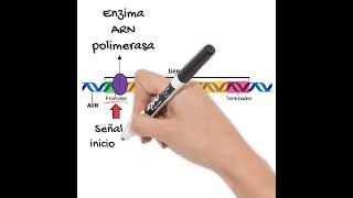 La Transcripción Del ADN al ARN EN 1 MINUTO #biología