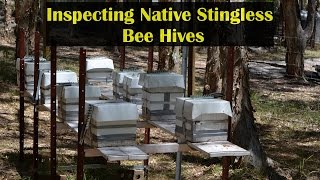 What to Look for When Inspecting Native Bee Hives After Splitting