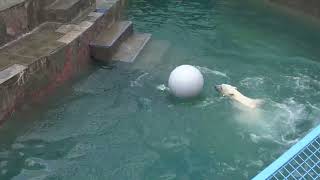 Медвежата ныряют и играют с шаром в бассейне. 30.04.2024