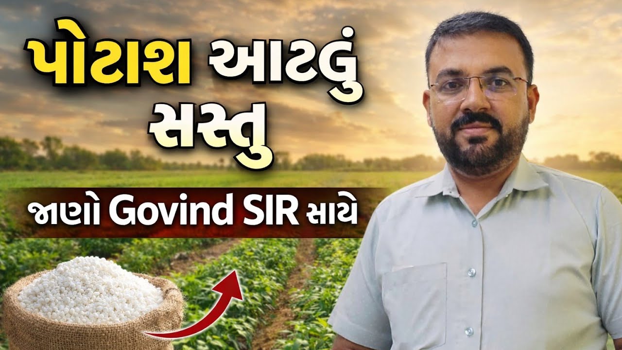 પોટાશ આટલું સસ્તું છે potash fertilizer is very cheap 