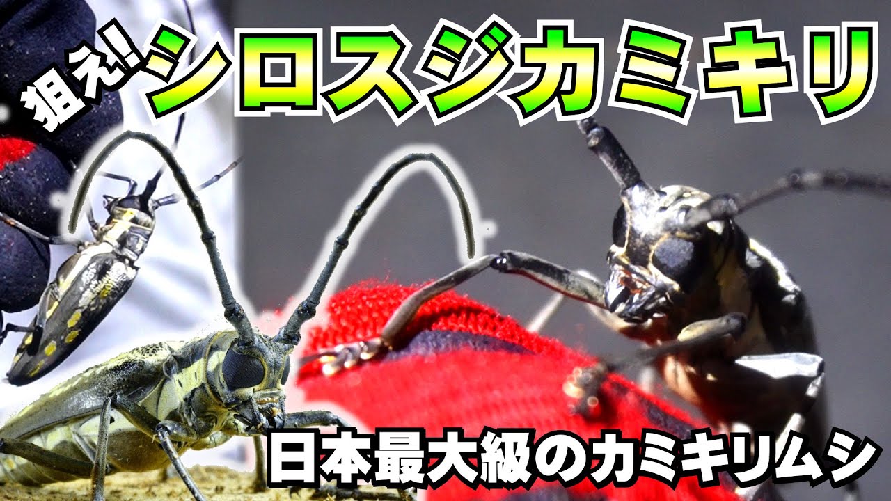 昆虫採集】日本最大級は夜を狙え！最後に奇跡は起こる！ライトトラップ