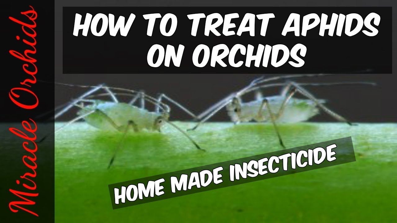 How to treat aphids on orchids Home made insecticide Orchid pests