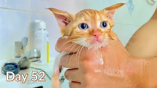 Day 52: My Kitten’s First Bath! - Day 52 of Day 100 by The Cuddly Cats 553 views 1 year ago 5 minutes, 20 seconds