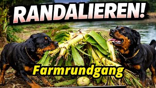 Download Lagu Farmrundgang nach 8 Wochen – so sieht’s jetzt wirklich aus (Trockenzeit Thailand) MP3