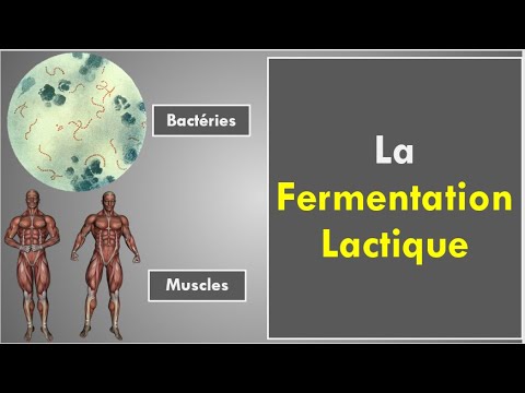 Vidéo: En fermentation lactique quels sont les produits ?