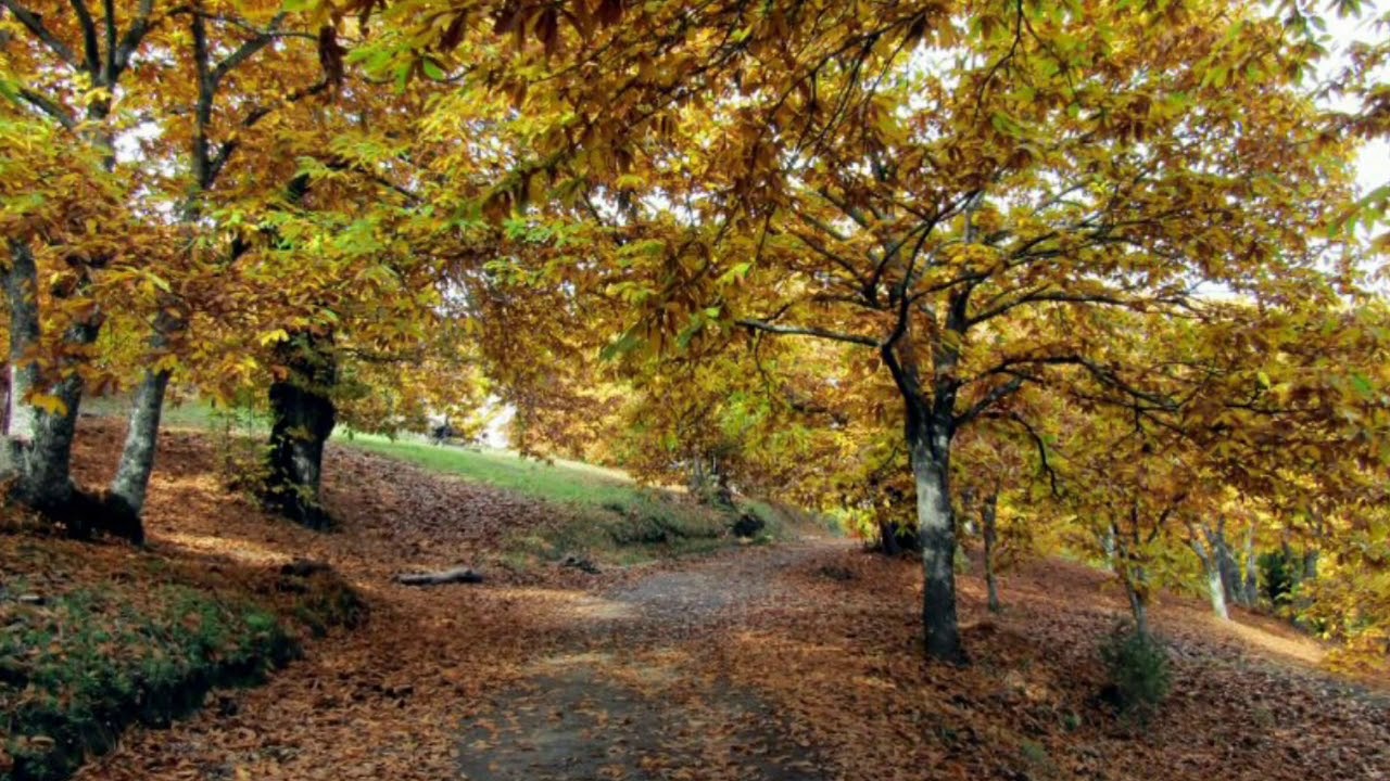 Foto de Castañar de Pujerra en Pujerra, Málaga