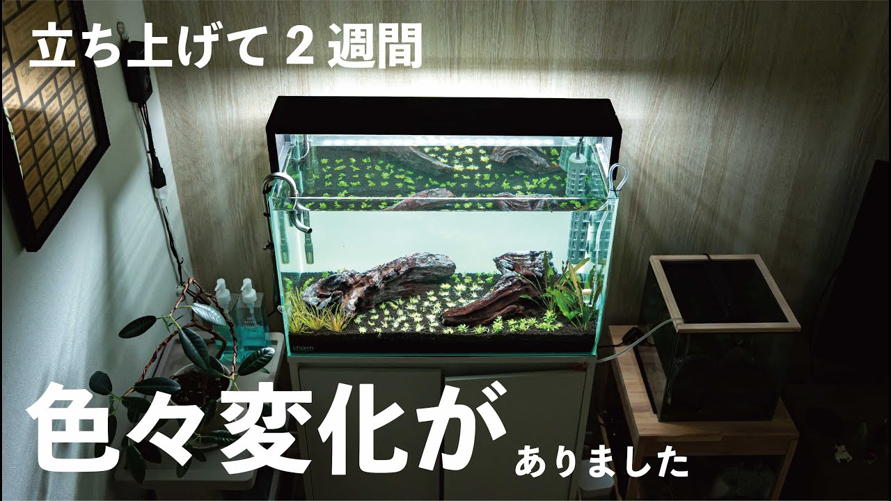60センチ水槽立ち上げてから2週間。色々変化が見られたので報告して 60センチ水槽立ち上げてから2週間。色々変化が見られたので報告して