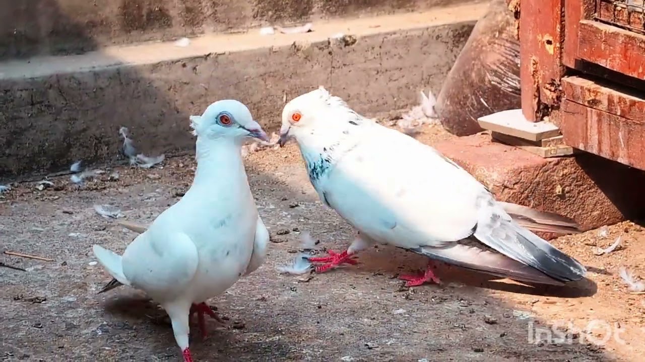 ♥️♥️♥️♥️ Original Breed ♥️♥️♥️♥️