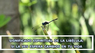 Significado Espiritual De La Libélula Si La Ves Espera Cambios En Tu Vida
