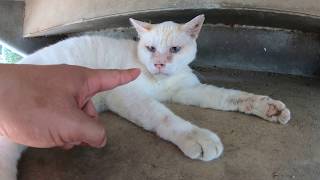 野良猫が野球場でお昼寝