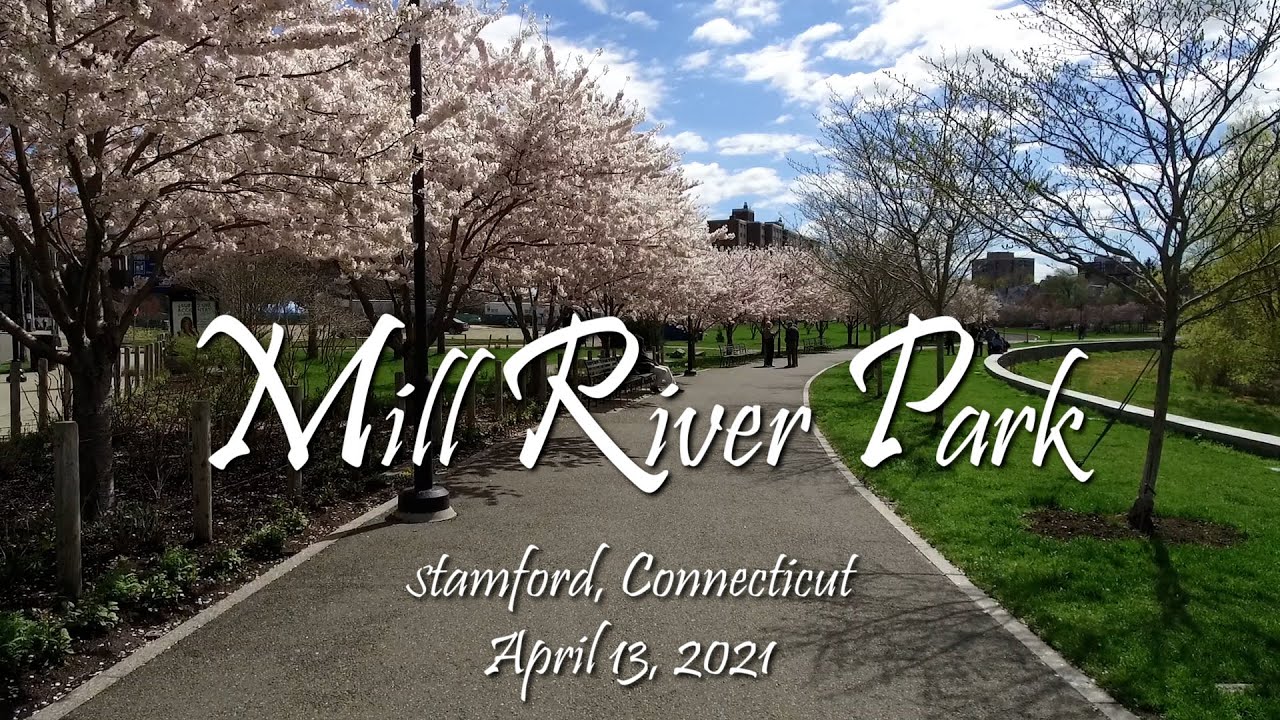Mill River Park Cherry Blossoms April 13, 2021 (Stamford, CT) YouTube