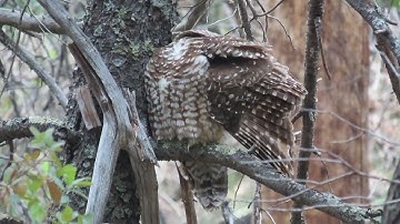 Mexican Spotted Owl, Chiricahua Mountains, Arizona, USA, May 2023