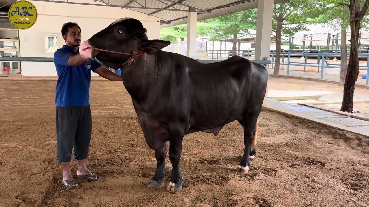 ਨੀਲੀ ਰਾਵੀ ਦਾ ਨਗੀਨਾ -ਪੰਜਾਬ (ਸੁੰਨਵਾ ਬਲੱਡਲਾਇਨ)