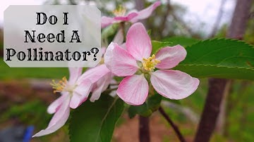 Before You Buy Fruit Trees Know THIS One Thing | Pollination For Apple Trees