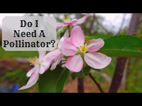 Before You Buy Fruit Trees Know THIS One Thing | Pollination For Apple Trees hqdefault