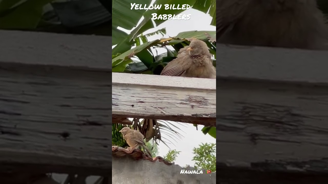 Yellow billed babblers preening