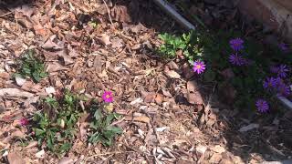 Propagating Brachyscome