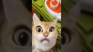 Котик Meme Видео Не Моё