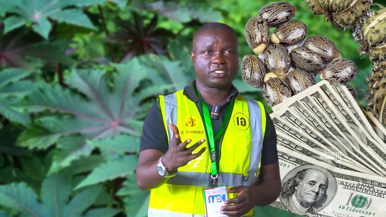 Kibonobono oil amavuta avura INGWARA zikomeye/kuronka amahera/imikoshi irahera