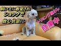 136. トリミング屋さんが自粛中なので愛犬をカットしたら・・・(-_-;)