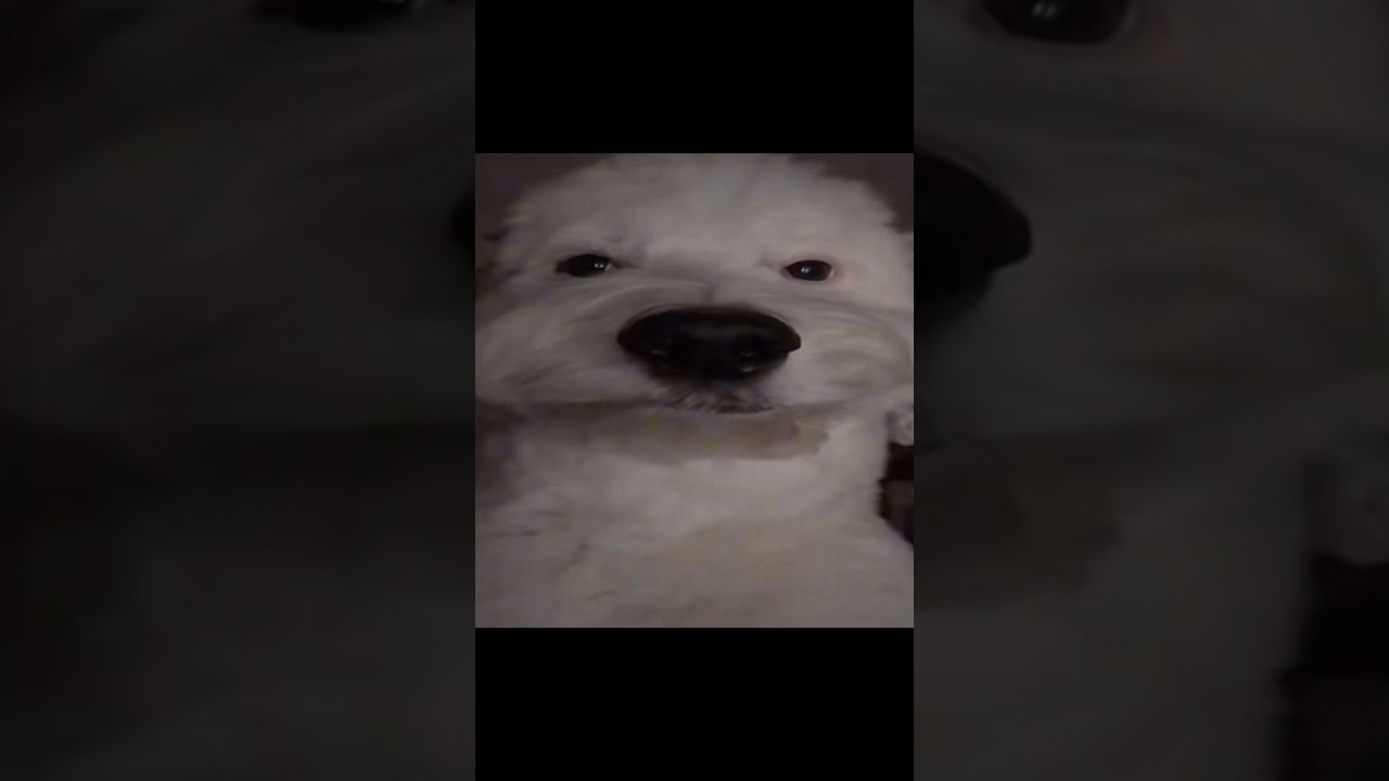 Wolf in Carnivores ice age be like: 