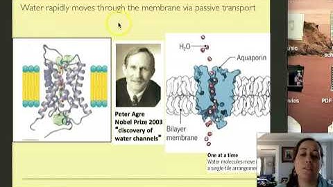Molecules move and can cross membranes-sometimes!
