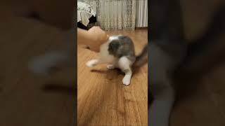 Beni Isırmaya Çalışan Şirin Kedim