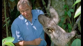 David Attenborough Says Boo To A Sloth | Life Of Mammals | BBC Earth