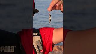 3 CLAVES para llegar MÁS LEJOS con tus señuelos de ROCKFISHING #fishing #rockfishing #pescadeportiva