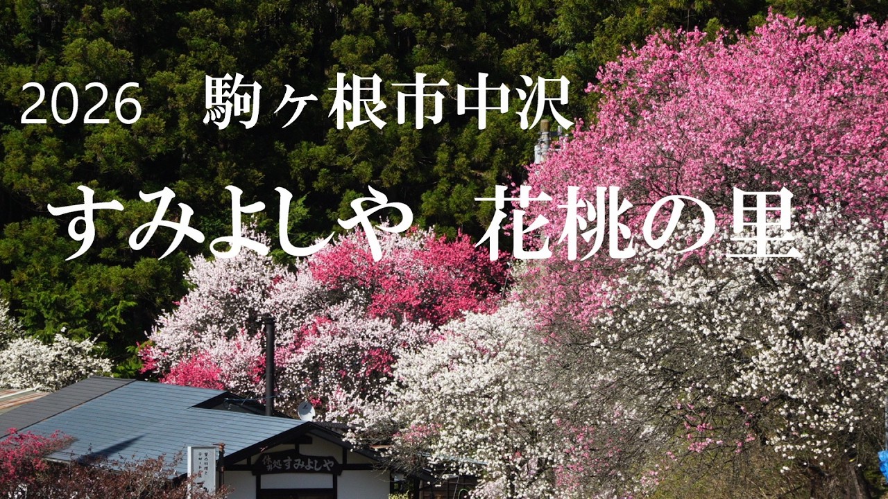 2026 すみよしや花桃の里 - YouTube