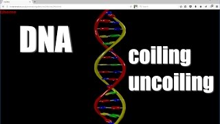 3D Animation Of A DNA Molecule Coiling & Uncoiling, Playing In A Web Browser, Baked Vertex Animation
