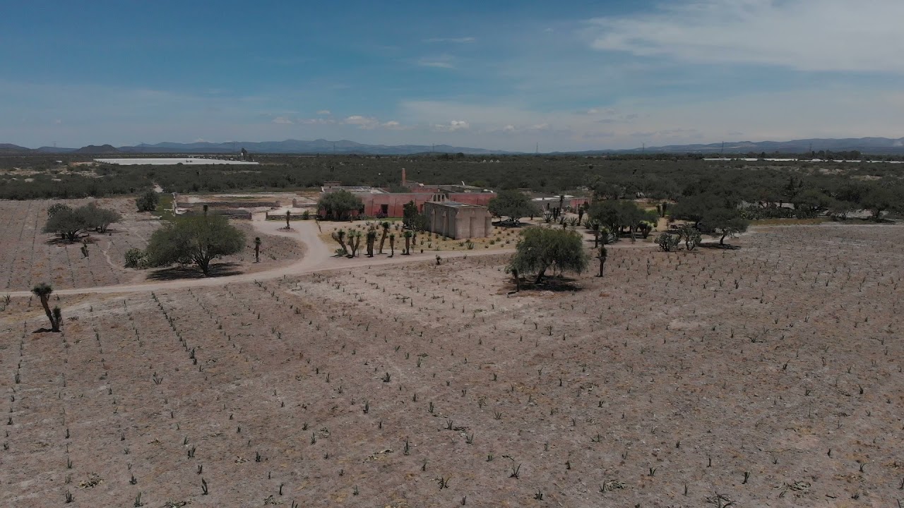 Gavé Agro - Predio agaves pulqueros (agave atrovirens y agave salmiana)