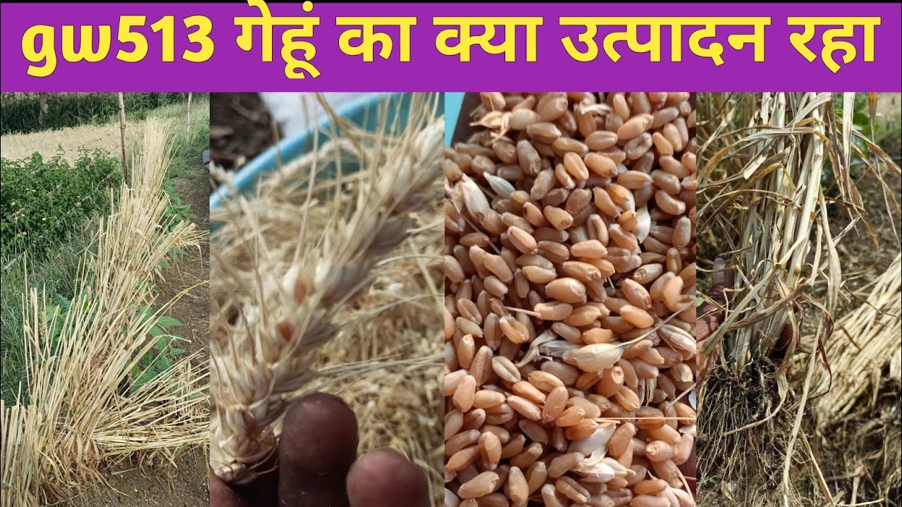 GW513 gehu ka kya utpadan rha gw513गेहूं का क्या उत्पादन रहा gw513