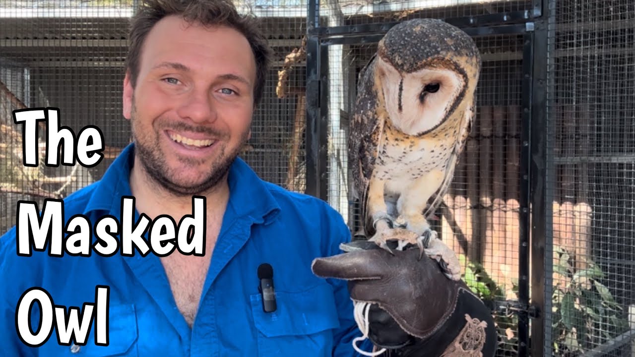 The Tasmanian Masked Owl