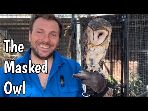 The Tasmanian Masked Owl