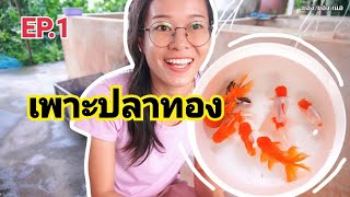 EP.1 การเพาะปลาทอง 2022 | ช่องของเนอ