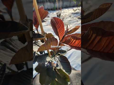 Ổi Daeng Ayothaya3 Bienfarm Guava Farming 