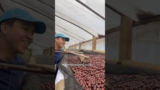 Im Officially A Cqi Coffee Processing Professional For Canephora