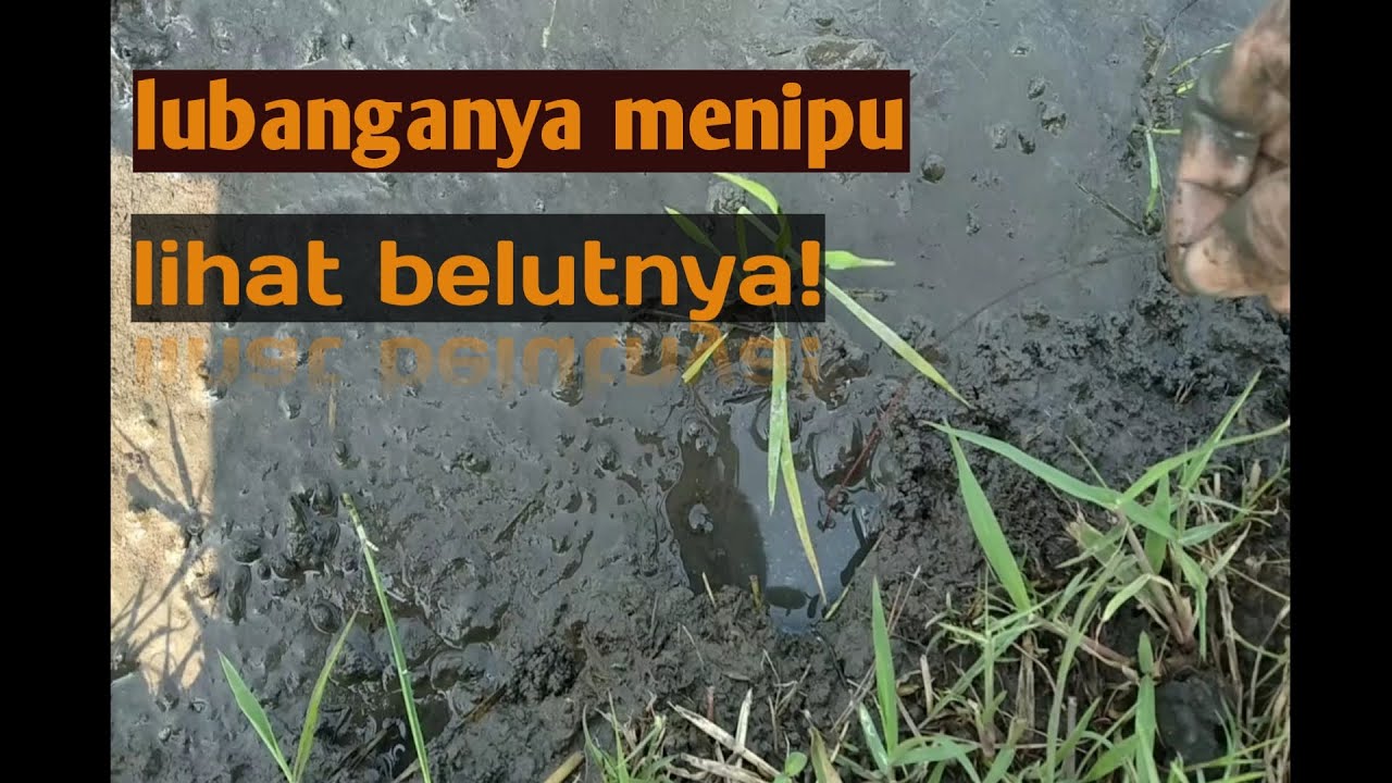 Mancing belut , tarikan belut sawah memang mantab!Lihat ukuranya