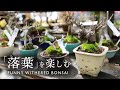   2bonsai diary  211         moss eos r5