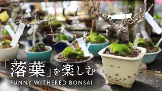 「落葉」を楽しむ そうだ園芸店いこう 厳冬2月の園芸店巡り【Bonsai diary 盆栽日記 2/11】ガーデニング 梅 ボケ カエデ  ミニ盆栽  コケ 盆栽園 Moss EOS R5撮影