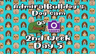 AdmiralBulldog Dogcam stream: Week 2, Day 5 (with chat)