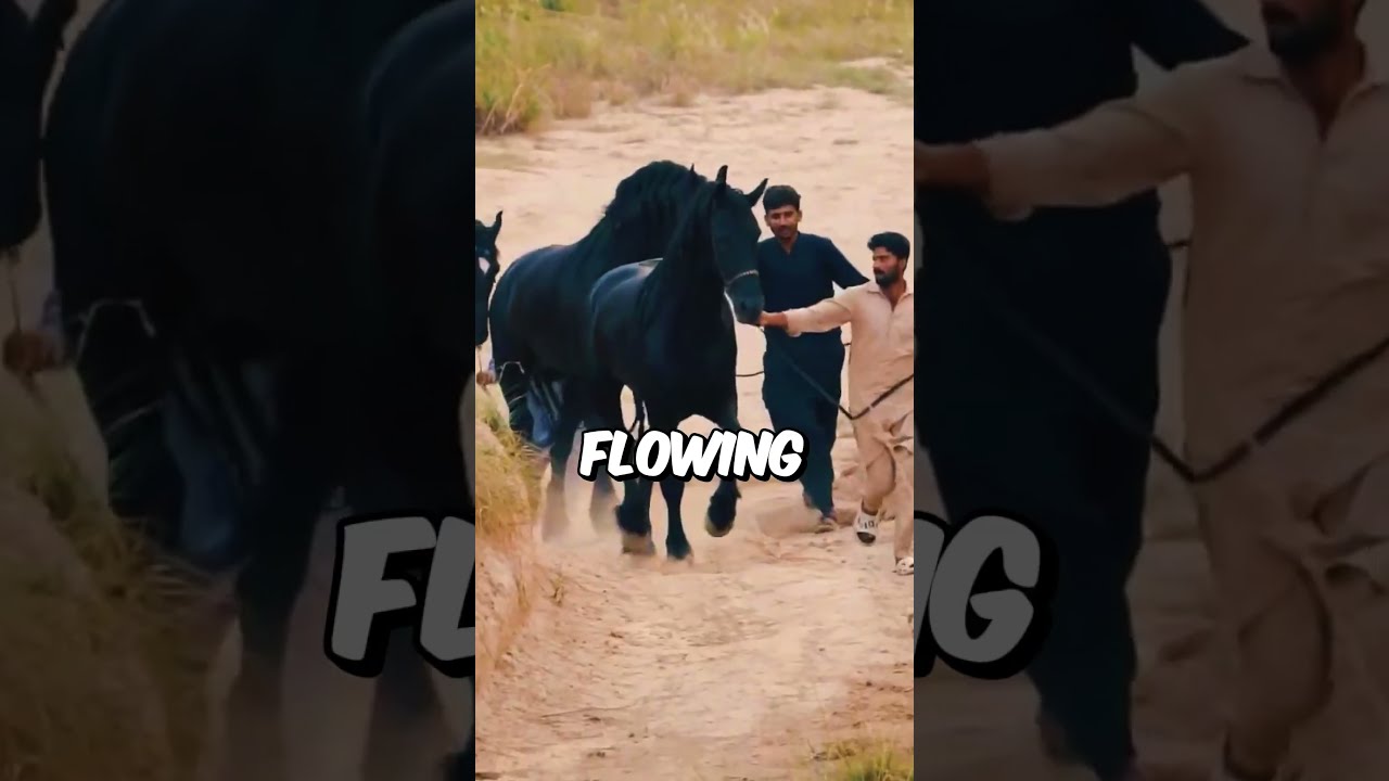 TOP 5 Most Strange And Beautiful Horse Breed Animallife Top5