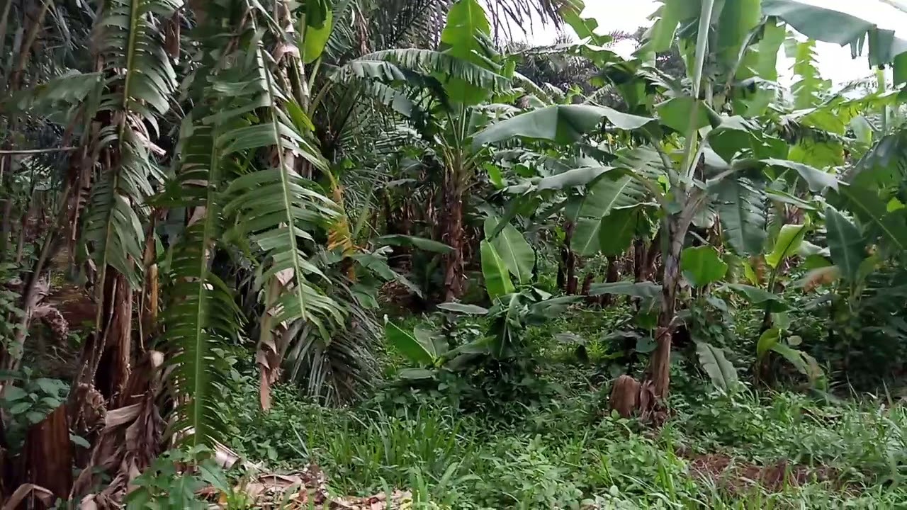 Beautiful Lands in Bamenda Cameroon YouTube