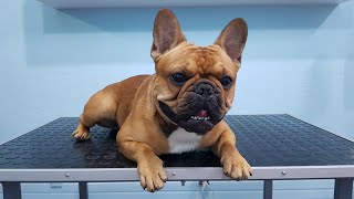 French Bulldog Deshedding, Bathing And Ear Cleaning