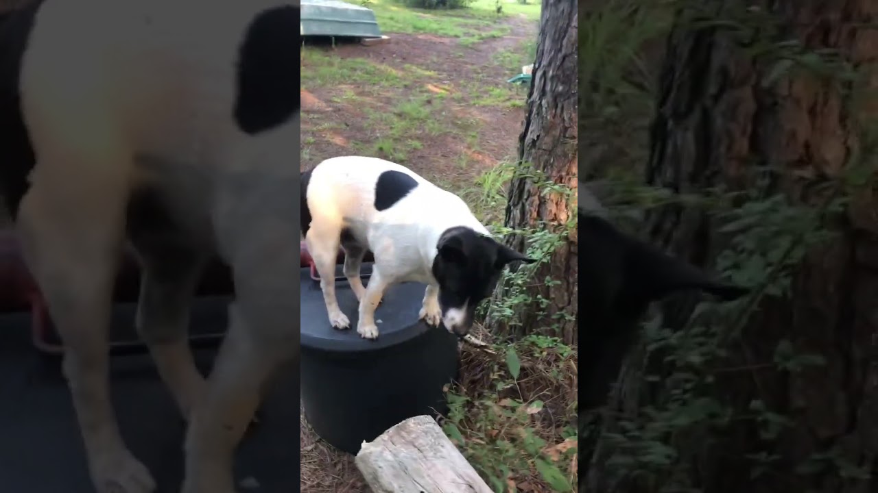 FEIST DOG ON BLACK BARRAL!