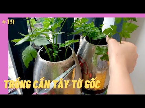 Video: Thu hoạch Cần tây: Khi nào và Cách thu hoạch Cần tây