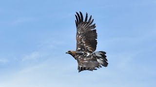 Wind Energy vs. Golden Eagles - KQED QUEST